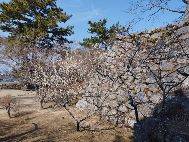 天守きたい側