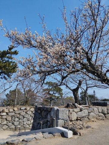 梅
