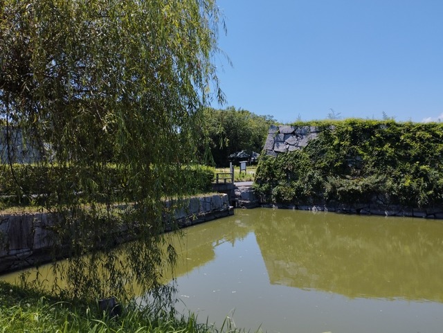 柳
